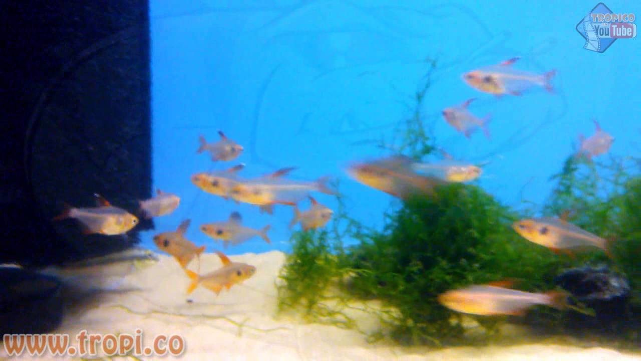 aquarium plants Hyphessobrycon sweglesi