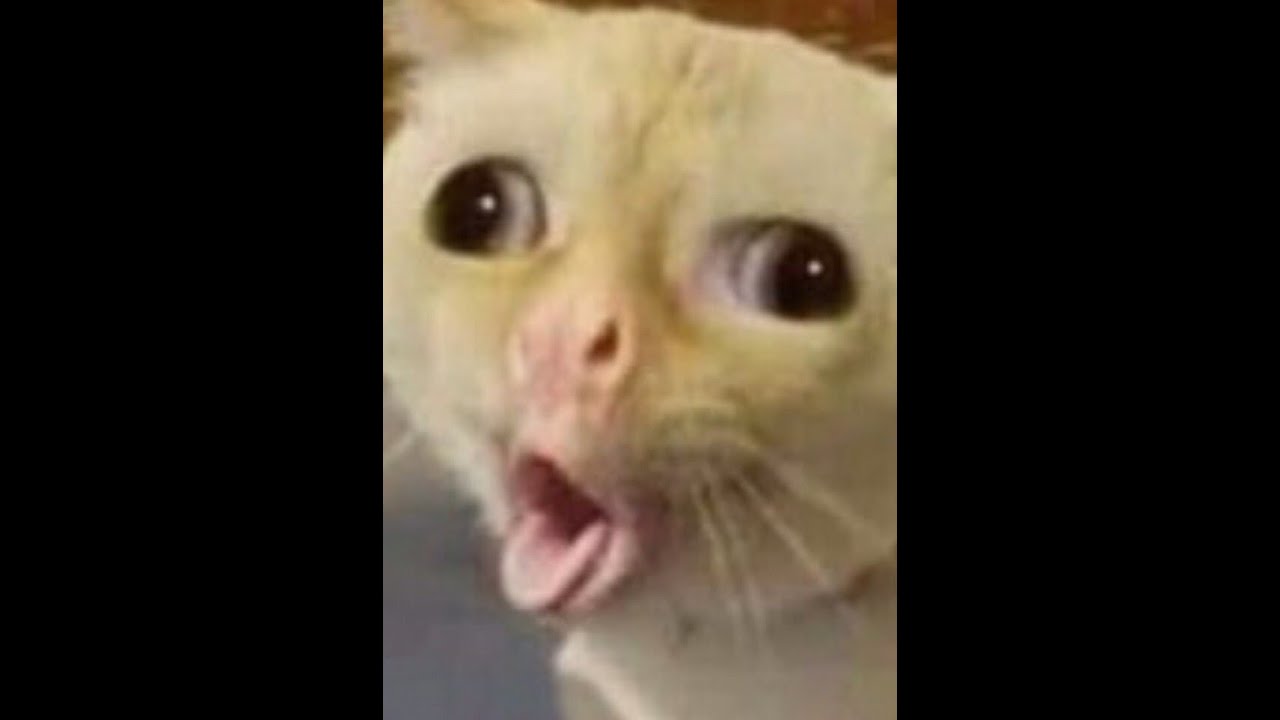 Westillhereforever . Gián Tiếp Game . GamingUK . Tờ Râm and Fat