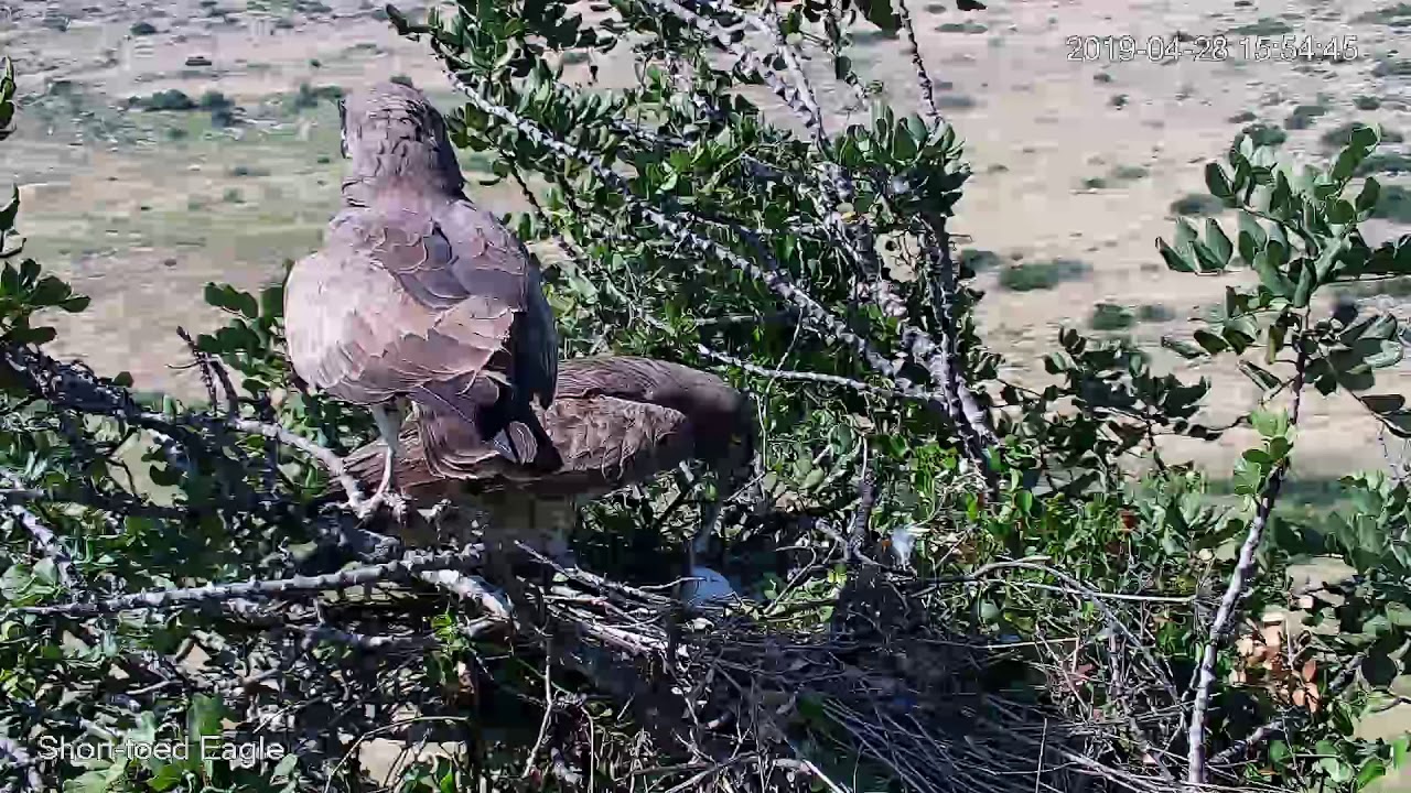 28/04/2019 15:54 Snake is delivered, Short-toed Snake Eagle, Israel