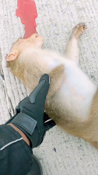 Baby Monkey🐒| Accedent Death🥺 | Pavam😭 #shorts #shortvideo #youtube #theridingperson #monkey #forest