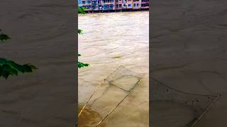 River fishing trap 🎣 Catching so many fresh fish in flooded river #riverfishing #fishing #freshfish