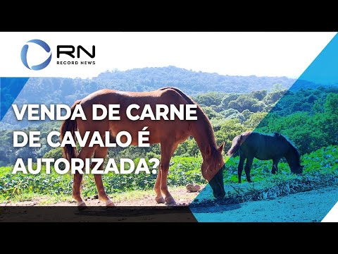 Carne de cavalo é permitida no Brasil? Faz mal? Tire dúvidas