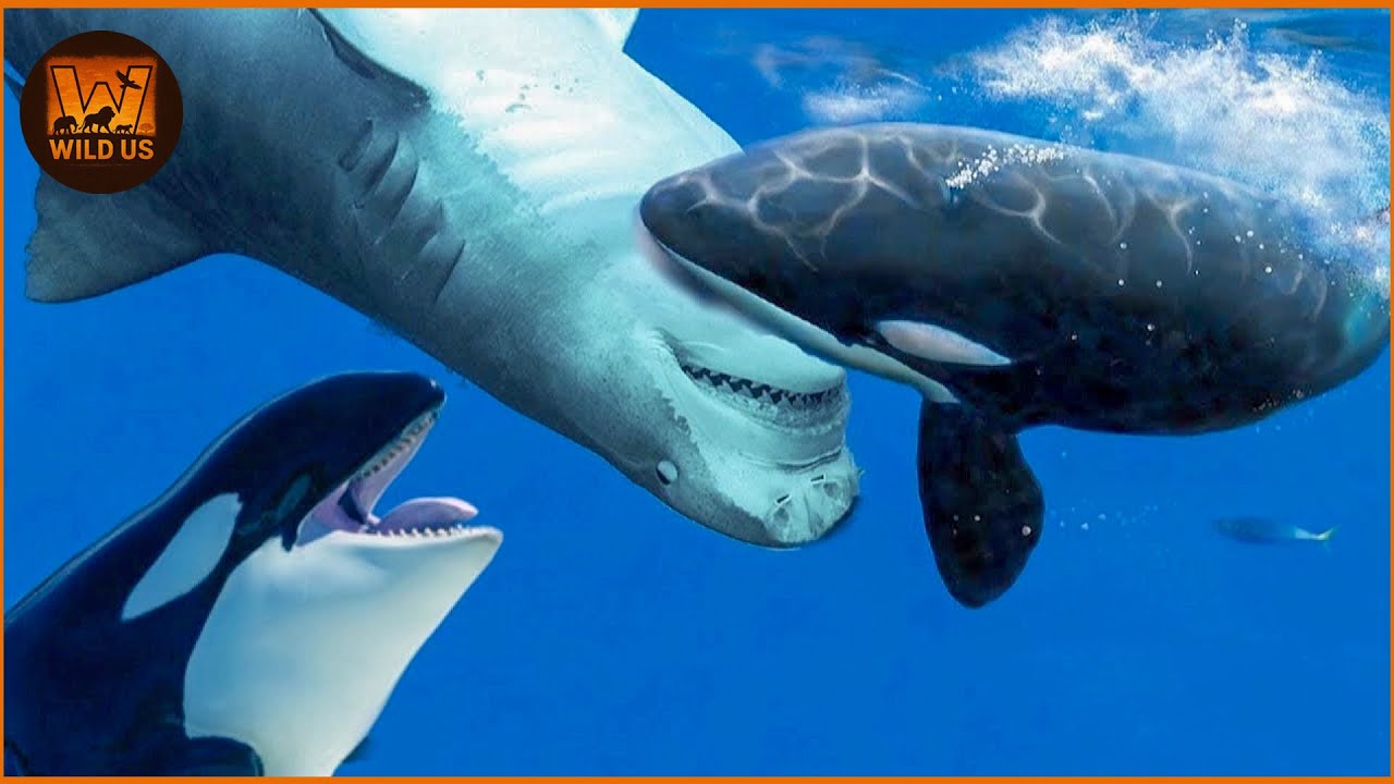 The Most Amazing ORCA Attacks Ever Caught on Camera | Wild Animals