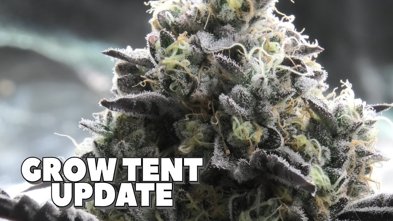 Youngblood's LED Grow Tent Update (Week 8)