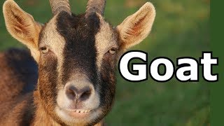 Goat Sounds \& Goat Pictures ~ The Sound A Goat Makes ~  Animal Sounds