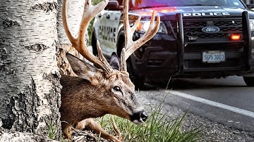Rescue a Deer Whose Head Got Stuck Between Trees