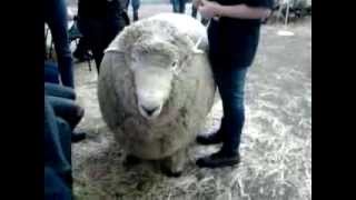 large Romney rams and English Leicesters