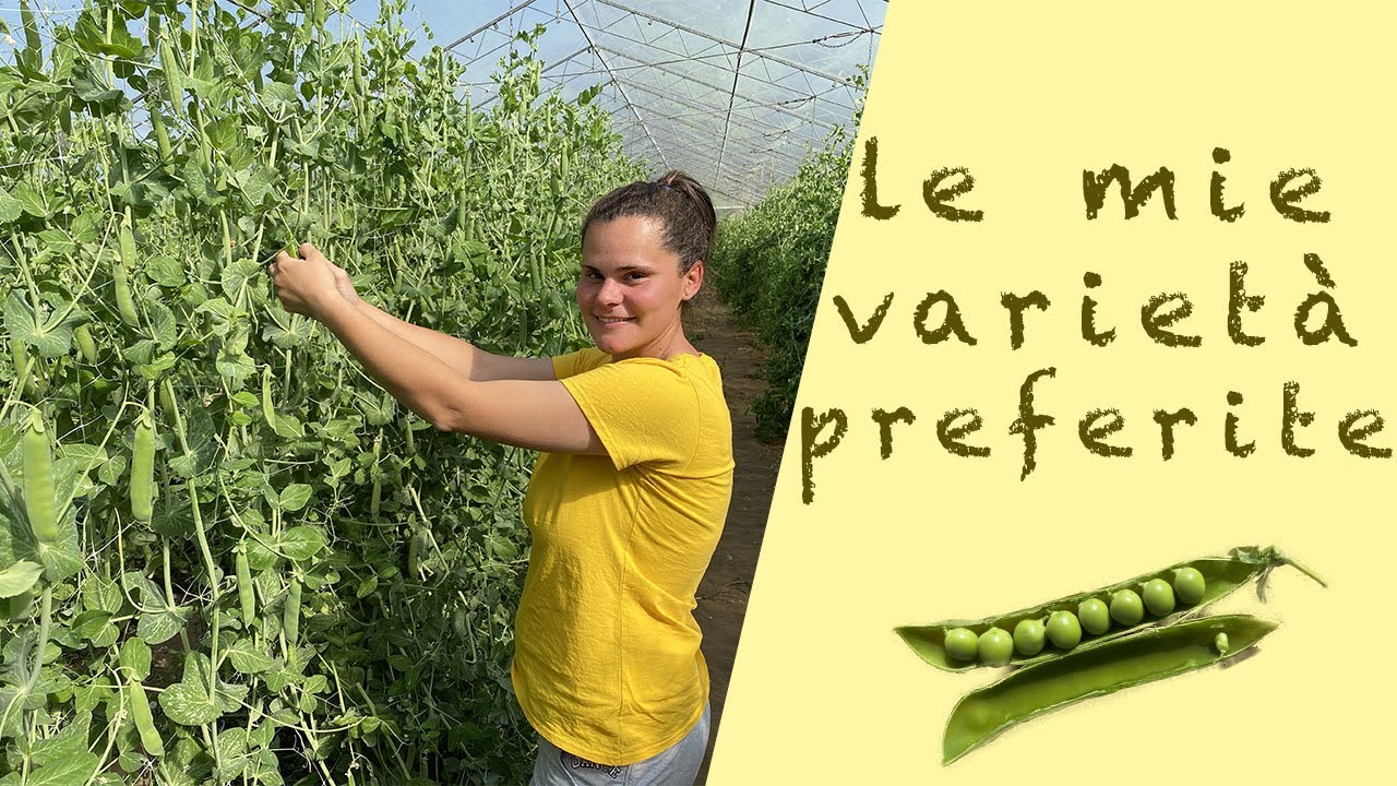 la raccolta dei piselli - le varietà migliori