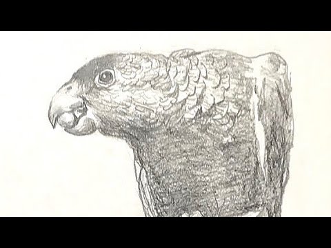 素描画2点 土人教画】68 素描啄木鸟terrain art class sketching