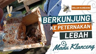 Budidaya Lebah Madu Klanceng - Tengaran, Kabupaten Semarang