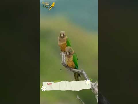 Caatinga Parakeet Encounter: A Colorful Surprise!