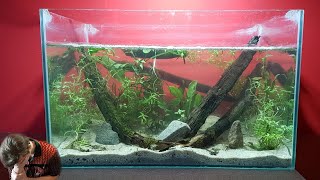 Aquascaping A Locally Sourced Tadpole Aquarium (I tried...)