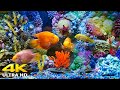 Aquarium 4K VIDEO (ULTRA HD) 🐠 Sea Animals With Relaxing Music 🐠 Rare & Colorful Sea Life Video