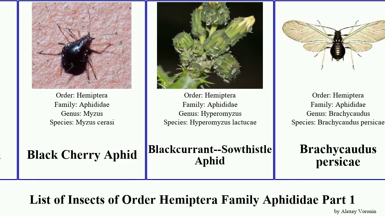 List of Insects of Order Hemiptera Family Aphididae Part 1 aphis cinara acyrthosiphon bean loti