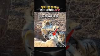 덩치 값 못하는 큰고양이의 사정