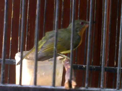 Kolibri Wulung Betina Jinak Dan Gacor Untuk Pikat Youtube Kolibri Wulung Betina Jinak Dan Gacor Untuk Pikat Youtube