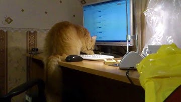 Кот пишет код