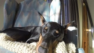 GoPro: Doberman Chases A Squirrel