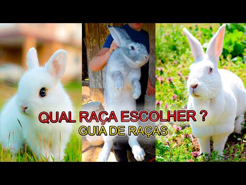 Vídeo: 10 melhores raças de coelho de estimação para crianças