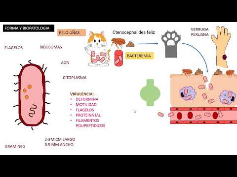 Video: ¿La bartonella es un parásito o una bacteria?