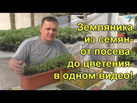 Земляника из семян- от посева до цветения!