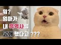 아깽이 무지 영상 대방출 ! ! ! ! !