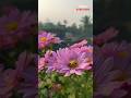 আমার বাগানের ফুলে ব্যস্ত মৌমাছি #flowers #garden #honeybee #gardenflowers