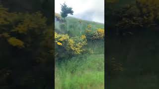 The yellow flowers are weeds and the white ones are where you get Manuka honey