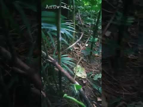 Video: Jamur beracun - agaric lalat panther
