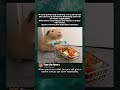 Guinea Pig Shopping for Vegetables #guineapig #cuteanimals