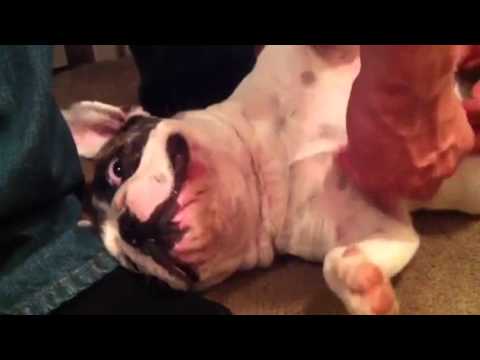 french-bulldog-purring-like-a-kitty