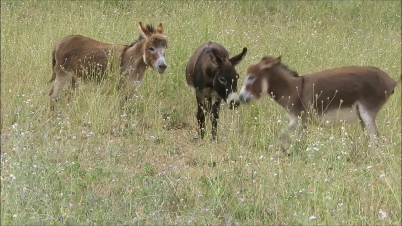 Anes micro miniature BBS Scène de ménage