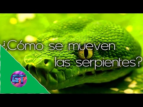 Video: Cómo Se Mueven Las Serpientes