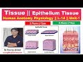 The Tissue || Epithelium Tissue  L-1 / Unit-1 || HAP