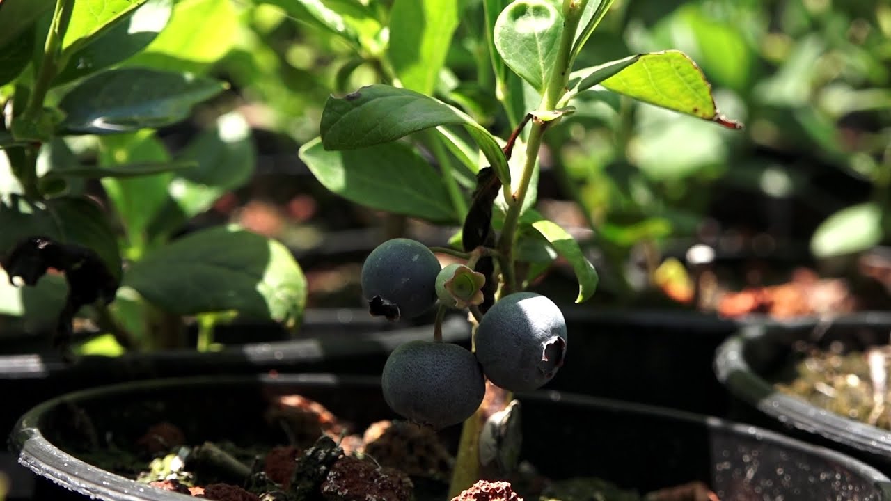 Հապալասի բերքահավաք Արշալույս գյուղում