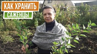Как хранить саженцы с осени до весны без хлопот ☘  Как прикопать саженцы на зиму