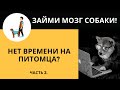 ЧЕМ ЗАНЯТЬСЯ НА КАРАНТИНЕ, ЕСЛИ НЕЛЬЗЯ ГУЛЯТЬ? ИНТЕРАКТИВНЫЕ ИГРЫ ДЛЯ СОБАК!