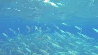 Bonefish Pre-Spawning Behavior