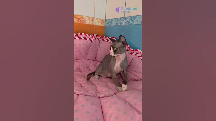 Video 10669971: bicolor devon rex kitten, devon rex male, devonrex, kitten chocolate, hypoallergenic