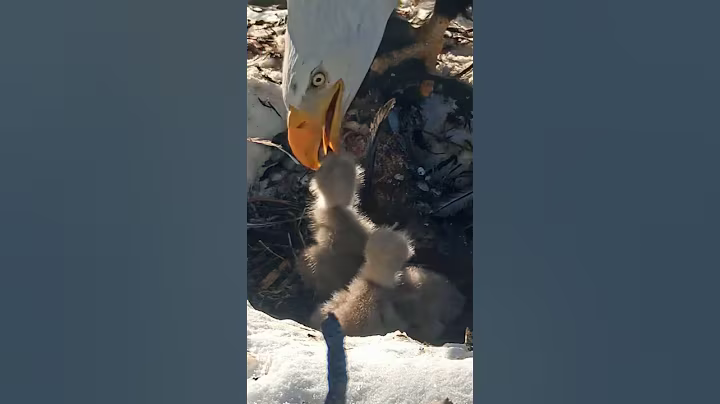 P#959- Review mother birds brings food to feed her babies in the nest, baby birds life #birdslover