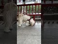 I stumbled upon an abandoned dog on the street 🥺 #viral