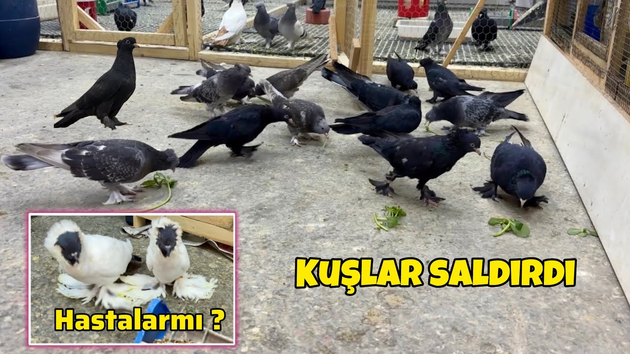 KUŞLAR SEMİZOTUNA SALDIRDI 🥬 YENİ MOHİKANLAR HASTAMI ?😕 YUMURTALARA CAN KONTROLÜ 🥚 Taklacı Güvercin 