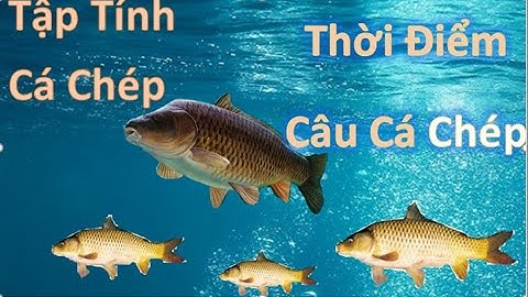 Tập Tính Cá Chép Thời Điểm Chép Đi Ăn, Bài Mồi Chuyên Chép  Câu Cá TV