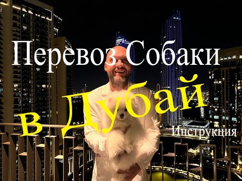 Как перевести собаку в Дубай?Сколько стоит и как это сделать
