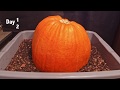 Pumpkin vs red wigglers 62day timelapse  fast playback  worm vermicomposting