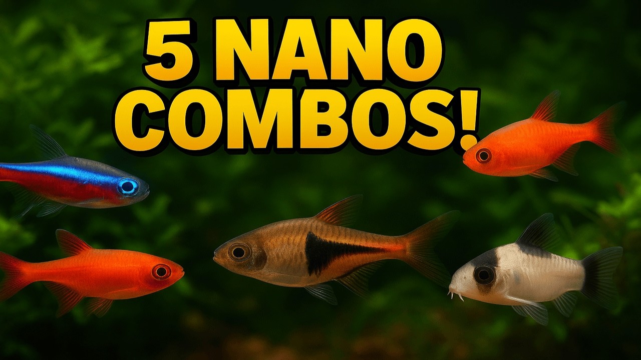5 миролюбивых комбинаций нано-рыбок, которые вам НУЖНЫ для потрясающего аквариума!