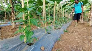 Pemupukan cabe rawit ke 5 dan 6 minggu