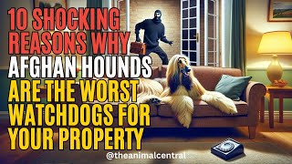 10 shocking reasons why Afghan Hounds are the worst watchdogs