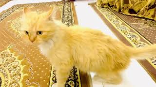 Lost Yellow Cinderella Cat: Unsure of Where to Go