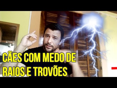 Vídeo: Por que os cães tem medo de fogos de artifício e trovões?